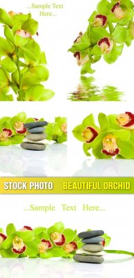 Stock photo - Beautiful orchid