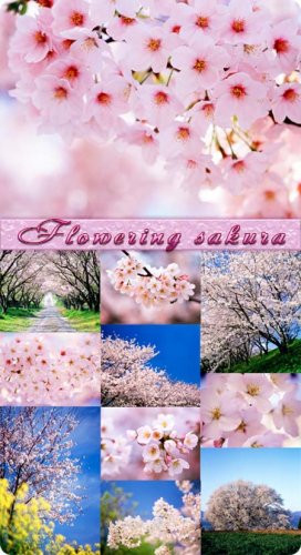  -   (Flowering sakura)