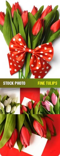   -  (Fine Tulips)