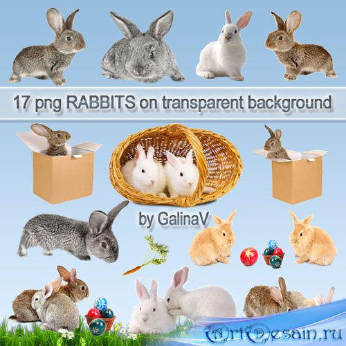  PNG  | Rabbits PNG clipart