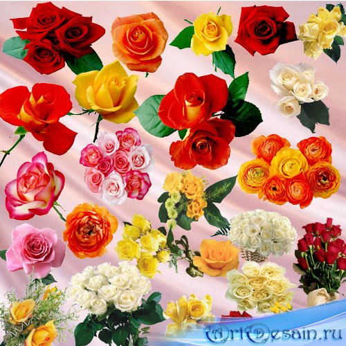 Clipart PNG - Rose