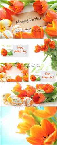 Stock photo -   8    / Tulips for Mother day and Easte ...