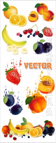   , , , ,  / Fruits vector, apricot, ...