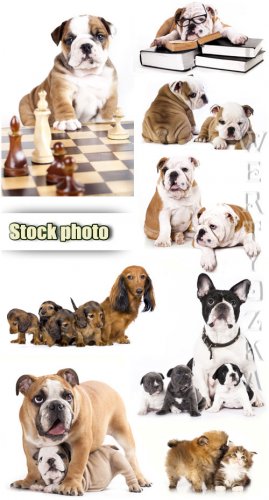   / English bulldog, pets, puppies - Raster clipart