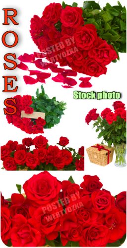 ,  ,  / Roses, bouquets of roses, flowers - Raster clipar ...