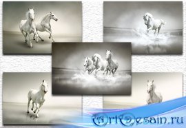 Beautiful white horse /   