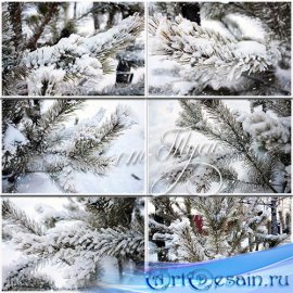  -     / Pine branch in snow